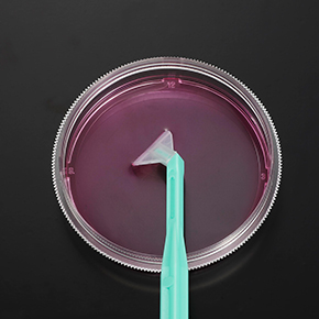 可旋式細胞刮刀,細胞收獲,細胞刮刀,Cell Scrapers